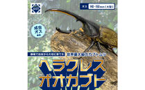 ヘラクレスオオカブト大型オス（140-150mm）【配送不可：北海道・沖縄・離島（一部除く】