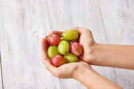 ぶどう&nbsp;2026年&nbsp;岡山市産&nbsp;クイーンニーナ&nbsp;粒・シャインマスカット&nbsp;粒（カップ）セット各100g×6&nbsp;&nbsp;渡邊農園