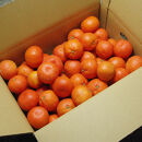 『2025年冬先行受付』香川オリジナル品種「紅みかん(小原紅早生)」4kg