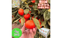 『2026年12月より順次発送』香川オリジナル品種「紅みかん(小原紅早生)」小玉4kg