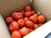 『2025年冬先行受付』香川オリジナル品種「紅みかん(小原紅早生)」大玉4kg