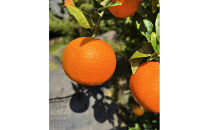 【相良パーティ】『ハローたんかん』屋久島産【M,Lサイズ5kg】