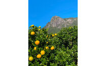 【相良パーティ】『ハローたんかん』屋久島産【M,Lサイズ10kg】