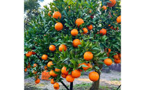 【相良パーティ】『ハローたんかん』屋久島産【M,Lサイズ10kg】