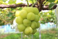 【2026年発送】びっくりサイズの大粒ぶどう&nbsp;岡山県産&nbsp;雄宝&nbsp;１房(約1.0kg)