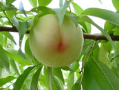 【2026年発送】とろける岡山の大玉白桃&nbsp;&nbsp;&nbsp;3玉（約1.0kg）