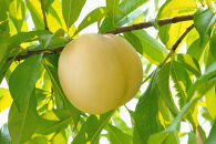 〈おかやまの白桃をご家庭でも♪〉品種はおまかせ！岡山の白桃&nbsp;1.3kg&nbsp;晩生種&nbsp;４～６玉