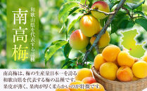冷凍 紀州南高梅 完熟梅   約2kg   L～4Lサイズ混合 ご家庭用
