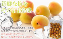 冷凍 紀州南高梅 完熟梅   約2kg   L～4Lサイズ混合 ご家庭用