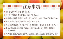 冷凍 紀州南高梅 完熟梅   約2kg   L～4Lサイズ混合 ご家庭用