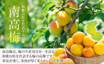 冷凍 紀州南高梅 完熟梅   約5kg   L～4Lサイズ混合 ご家庭用