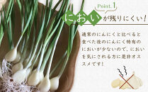 スプラウトにんにく&nbsp;12片　国産ホワイト六片使用、無農薬、水耕栽培