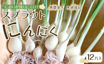 スプラウトにんにく&nbsp;12片　国産ホワイト六片使用、無農薬、水耕栽培