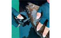 津本式計測マルチ絞め具