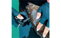 津本式&nbsp;計測&nbsp;マルチ絞め具&nbsp;ナイフ付き&nbsp;ピック付き&nbsp;アジなど小型魚〜10kg大型魚まで対応&nbsp;脳絞め&nbsp;内絞め&nbsp;エラ膜切り&nbsp;コンパクト&nbsp;使いやすい&nbsp;魚&nbsp;処理&nbsp;血抜きに役立つ&nbsp;有名&nbsp;人気&nbsp;魚釣り&nbsp;フィッシング&nbsp;専用ケース付き&nbsp;おすすめ