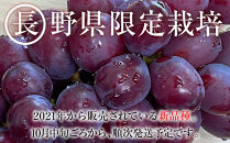 【先行予約】2025　P　クイーンルージュ®　冷凍粒採り6パック 　約1キロ　長野県産【10月中旬頃～順次発送予定】国際特許有機肥料栽培