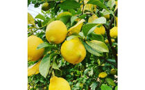 【テレビで紹介】愛知 知多 クラフトコーラ 240ml 5本 コーラ シロップ 飲料 ドリンク 炭酸割り ソーダ割り ミルク割り お酒 アイス アレンジ可能 相性抜群 愛知県産 レモン みかん 人気 おすすめ 大府市