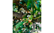 尾道柑橘バラエティーセット&nbsp;10kg