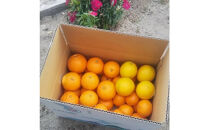 尾道柑橘バラエティーセット&nbsp;15kg