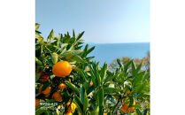 尾道柑橘バラエティーセット&nbsp;15kg