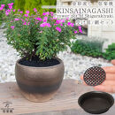 信楽焼&nbsp;陶器&nbsp;植木鉢&nbsp;受け皿＆ネット付き&nbsp;【金彩色】