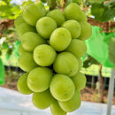 ぶどう&nbsp;2026年&nbsp;農家こだわりのシャインマスカット＆お任せ２品種&nbsp;&nbsp;３房合計約1.5ｋg&nbsp;ブドウ&nbsp;葡萄&nbsp;岡山県産&nbsp;国産&nbsp;フルーツ&nbsp;果物&nbsp;ギフト&nbsp;【&nbsp;Nini&nbsp;farm&nbsp;農家&nbsp;直送&nbsp;】