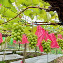 ぶどう&nbsp;2026年&nbsp;農家こだわりのシャインマスカット＆お任せ２品種&nbsp;&nbsp;３房合計約1.5ｋg&nbsp;ブドウ&nbsp;葡萄&nbsp;岡山県産&nbsp;国産&nbsp;フルーツ&nbsp;果物&nbsp;ギフト&nbsp;【&nbsp;Nini&nbsp;farm&nbsp;農家&nbsp;直送&nbsp;】