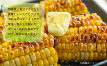 【先行予約】朝採り　とうもろこし　ゴールドラッシュ　約2.2kg（M～Lサイズ× 6本）（2025年8月下旬から順次発送予定）_05229
