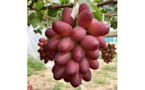 島根県オリジナル品種　神紅1房（600ｇ見当）&nbsp;甘い&nbsp;美味しい&nbsp;新鮮&nbsp;&nbsp;ぶどう&nbsp;フルーツ&nbsp;果物&nbsp;出雲市産