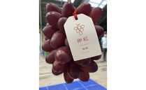 島根県オリジナル品種　神紅1房（600ｇ見当）&nbsp;甘い&nbsp;美味しい&nbsp;新鮮&nbsp;&nbsp;ぶどう&nbsp;フルーツ&nbsp;果物&nbsp;出雲市産