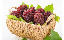 【2026年6月以降発送】いずもぶどう　デラウェア