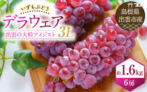 【2026年6月以降発送】いずもぶどう　デラウエア（出雲の大粒アメジスト）3Lサイズ&nbsp;6房&nbsp;1.6kg相当&nbsp;美味しい&nbsp;果物&nbsp;フルーツ