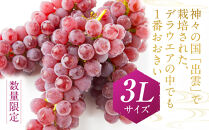 【2026年6月以降発送】いずもぶどう　デラウエア（出雲の大粒アメジスト）3Lサイズ&nbsp;6房&nbsp;1.6kg相当&nbsp;美味しい&nbsp;果物&nbsp;フルーツ