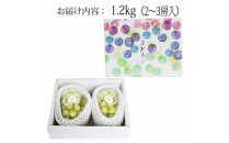 【2026年9月下旬以降発送】[農家直送]厳選シャインマスカット1.2kg箱[持田農園]