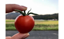 出雲の國からの贈り物～トマトを超えた超トマト３kg