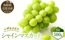 【2026年8月中旬以降発送】いずもぶどう　シャインマスカット(500ｇ見当)&nbsp;先行&nbsp;美味しい&nbsp;フルーツ&nbsp;果物&nbsp;出雲市産