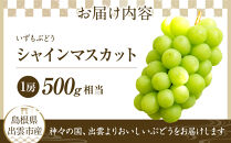 【2026年8月中旬以降発送】いずもぶどう　シャインマスカット(500ｇ見当)&nbsp;先行&nbsp;美味しい&nbsp;フルーツ&nbsp;果物&nbsp;出雲市産