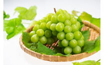 【2026年8月中旬以降発送】いずもぶどう　シャインマスカット(800ｇ見当)