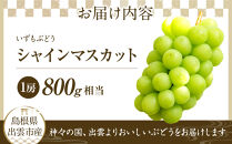 【2026年8月中旬以降発送】いずもぶどう&nbsp;シャインマスカット(800ｇ見当)&nbsp;美味しい&nbsp;フルーツ&nbsp;甘い&nbsp;果物&nbsp;出雲市産