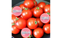 フルーツトマト【出雲の加田屋】加田屋トマト糖度7以上8未満