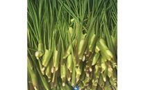 出雲國マコモタケ（生） 1kg 出雲市産　【2026年9月上旬以降発送】