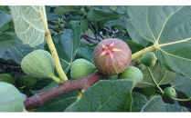 出雲の秋の味覚　多伎いちじく「蓬莱柿」化粧箱入り