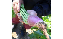 【１１月～１月中旬限定！】出雲漬物おすすめ６品セット