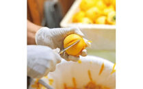 しあわせ柿　干し西条柿