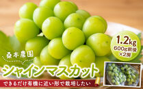 「できるだけ有機に近い形で栽培したい」&nbsp;桑本農園&nbsp;シャインマスカット&nbsp;1.2kg（600g前後×2房）【シャインマスカット&nbsp;マスカット&nbsp;ぶどう&nbsp;葡萄&nbsp;果物&nbsp;フルーツ&nbsp;2房&nbsp;ブドウ&nbsp;甘い&nbsp;オススメ&nbsp;島根県&nbsp;出雲市&nbsp;人気】