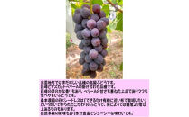 「できるだけ有機に近い形で栽培したい」 桑本農園のBKシードレス　1.2kg（600g前後×2房）