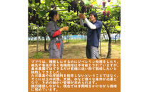 「できるだけ有機に近い形で栽培したい」 桑本農園のBKシードレス　1.2kg（600g前後×2房）