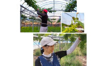 「できるだけ有機に近い形で栽培したい」 桑本農園のBKシードレス　1.2kg（600g前後×2房）