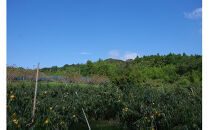 【柿専業の農家が作る】出雲産西条柿の干し柿