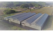 超トマトゼリー　６個セット